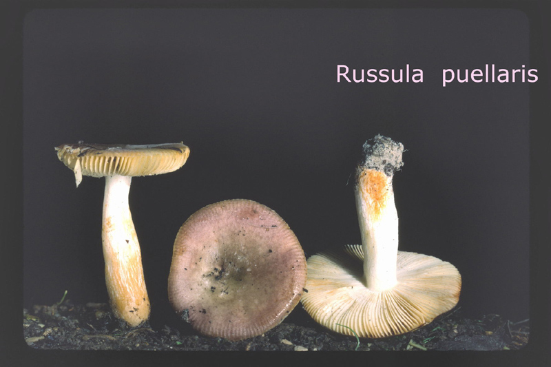 Russula puellaris-amf1703.jpg - Russula puellaris ; Nom français: Russule jeune fille